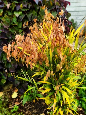 Obiedka szerokolistna - Chasmanthium latifolium