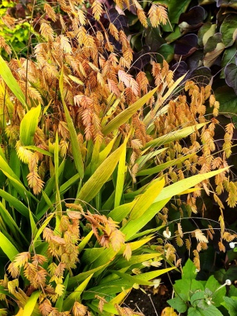 Obiedka szerokolistna - Chasmanthium latifolium