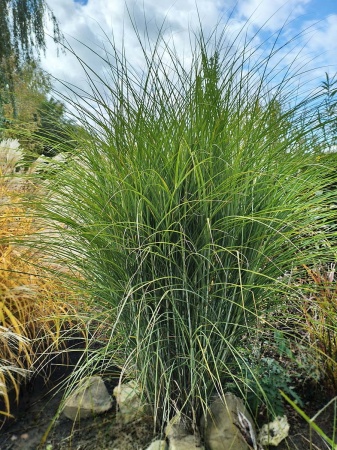 Miskant chiński ‘Gracillimus’ Miscanthus sinensis ‘Gracillimus’