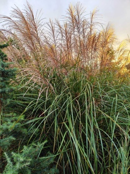 Miskant chiński 'Silver Charm' - Miscanthus sinensis 'Silver Charm'