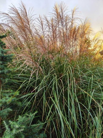 Miskant chiński 'Silver Charm' - Miscanthus sinensis 'Silver Charm'