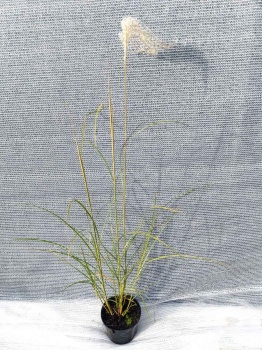 Miskant chiński 'Silver Charm' - Miscanthus sinensis 'Silver Charm'