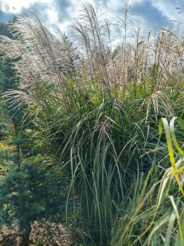 Miskant chiński 'Silver Charm' - Miscanthus sinensis 'Silver Charm'