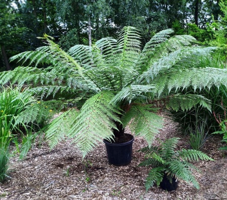 Dicksonia antarctica