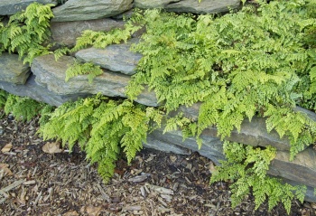 Niekropień wdzięczny - Adiantum Venustum, paproć ogrodowa