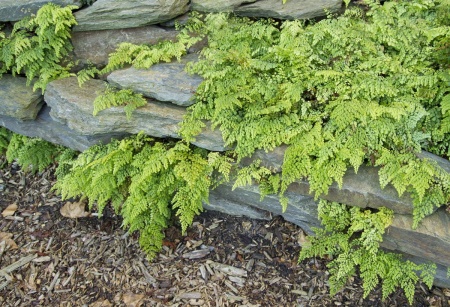 Niekropień wdzięczny - Adiantum Venustum, paproć ogrodowa