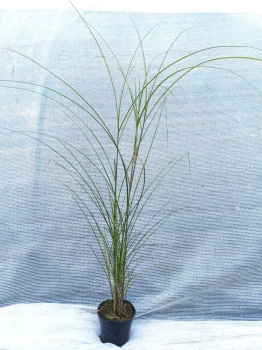 Miskant chiński ‘Gracillimus’