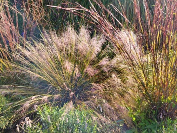 Przyostnia Reverchona - Muhlenbergia reverchonii