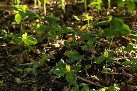 Trójlist żółty - Trillium luteum