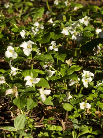 Trójlist wielkokwiatowy - Trillium grandiflorum