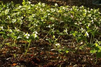 Trójlist wielkokwiatowy - Trillium grandiflorum