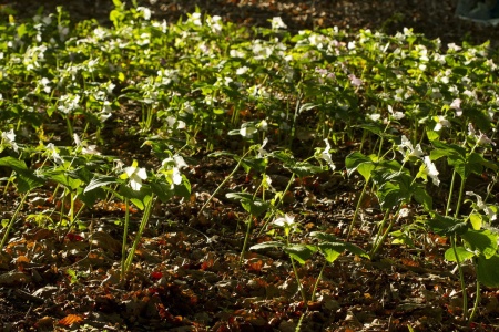 Trójlist wielkokwiatowy - Trillium grandiflorum