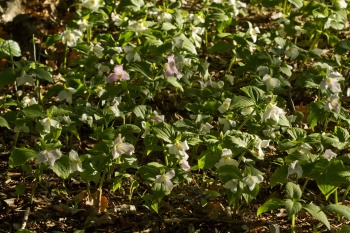 Trójlist wielkokwiatowy - Trillium grandiflorum