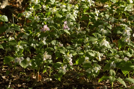 Trójlist wielkokwiatowy - Trillium grandiflorum