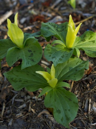 Trójlist żółty - Trillium luteum