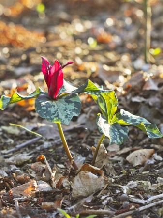 Trójlist siedzący - Trillium sessile