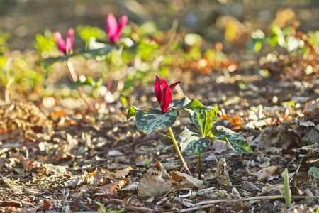 Trójlist siedzący - Trillium sessile