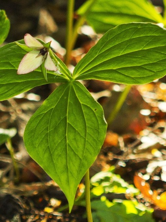 Trójlist -Trillium sulcatum