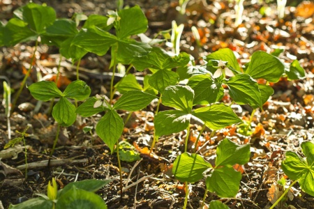 Trójlist -Trillium sulcatum