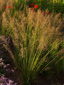 Trzęślica modra 'Banshee' PBR - Molinia caerulea 'Banshee'