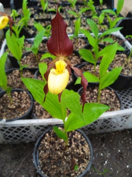 Cypripedium kentuckiense x parviflorum