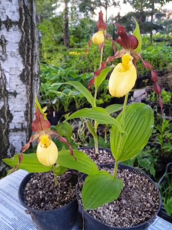Cypripedium kentuckiense x parviflorum
