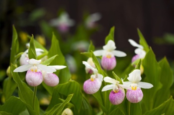 Obuwik królewski - Cypripedium reginae