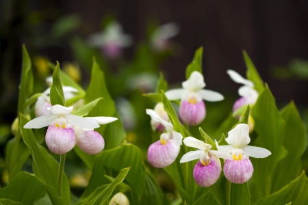 Obuwik królewski - Cypripedium reginae