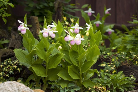 Obuwik królewski - Cypripedium reginae