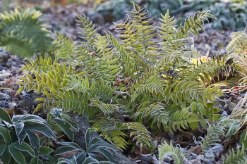 Cyrtomium fortunei 'Clivicola'