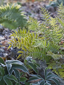 Cyrtomium fortunei 'Clivicola'