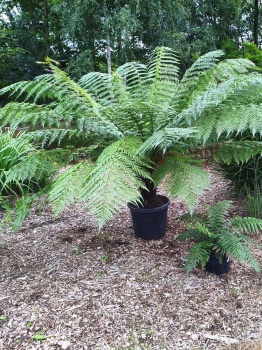 Diksonia południowa (paproć drzewiasta) - Dicksonia antarctica