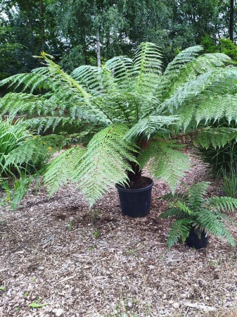 Diksonia południowa (paproć drzewiasta) - Dicksonia antarctica