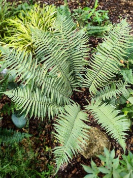 Dryopteris atrata - Nerecznica atrata