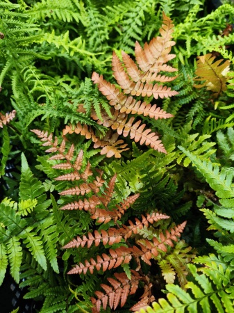 Nerecznica czerwonozawijkowa 'Prolifica' - Dryopteris erythrosora 'Prolifica'