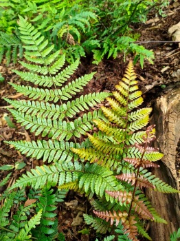 Nerecznica czerwonozawijkowa 'Prolifica' - Dryopteris erythrosora 'Prolifica'. 1