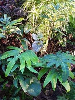 Nerecznica Siebolda - Dryopteris sieboldii