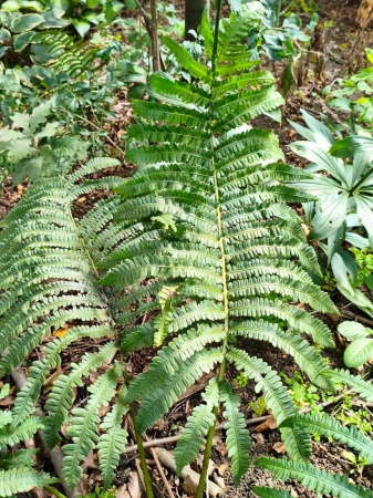 Pióropusznik wschodni - Matteuccia orientalis. 1