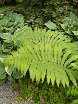 Pióropusznik wschodni - Matteuccia orientalis