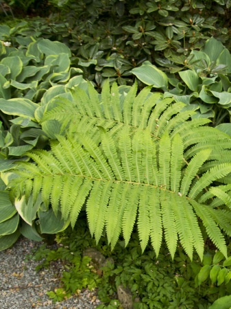 Pióropusznik wschodni - Matteuccia orientalis