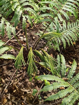 Pióropusznik wschodni - Matteuccia orientalis