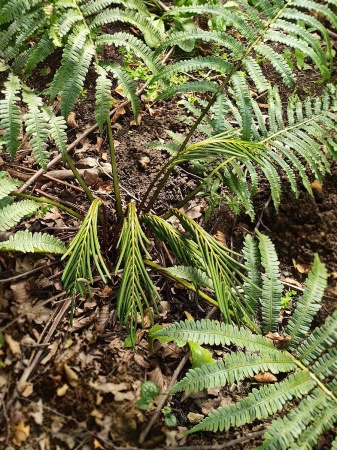 Pióropusznik wschodni - Matteuccia orientalis