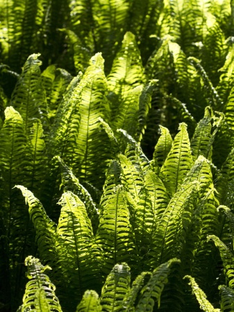 Pióropusznik strusi - Matteuccia struthiopteris