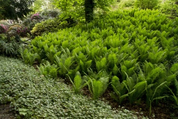 Pióropusznik strusi - Matteuccia struthiopteris