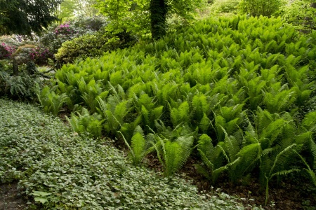 Pióropusznik strusi - Matteuccia struthiopteris