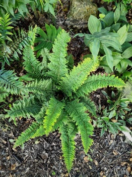 Paprotnik szczecinkozębny 'Plumosum Densum' - Polystichum setiferum 'Plumosum Densum'. 2