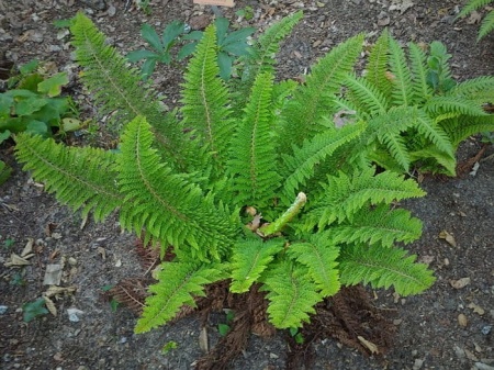 Paprotnik szczecinkozębny 'Plumosum Densum' - Polystichum setiferum 'Plumosum Densum'. 3