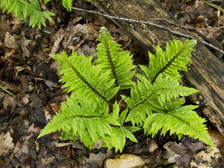 Paprotnik szczecinkozębny 'Congestum' - Polystichum setiferum 'Congestum'
