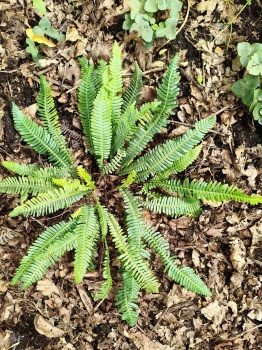 Podrzeń żebrowiec - Blechnum spicant