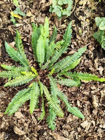 Podrzeń żebrowiec - Blechnum spicant